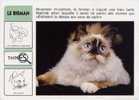 CHAT- LE BIRMAN - Dieren