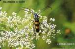 South Korea - Insect - Andere & Zonder Classificatie