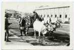 The Bullock Cart. - Pakistan