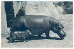 PARC ZOOLOGIQUE DU BOIS DE VINCENNES PARIS - 401 - Hippopotame Et Son Petit - Zoo - Nijlpaarden