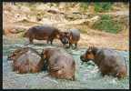 Hippopotames - Nilpferd - Ippopotamo - Flusspferde