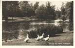 Bergen-op-Zoom : Volkspark (avec Des Oies) - Bergen Op Zoom