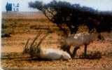 Oman-antelopes-1 - Oman