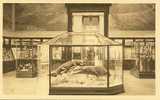 Tervueren Musée Du Congo Belge Salle Des Reptiles Et Poissons Zaal Der Kruipdieren En Visschen -T4- - Tervuren