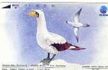 Indonesia - Bird - Masked Booby - Altri & Non Classificati