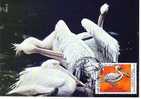 1988   BIRDS - PELICAN  Maximum Card  BULGARIA /Bulgarie - Ongebruikt
