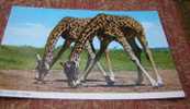 Cpm Girafe D Afrique Giraffe - Jirafas