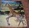 Cpm Girafe D Afrique Giraffe - Giraffen