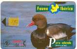 Spain - Fauna Ibérica - Bird - Pato Colorado - Autres & Non Classés