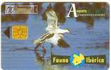 Spain - Fauna Ibérica - Bird - Avoceta - Unclassified