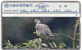 Taiwan - Bird - Sonstige & Ohne Zuordnung