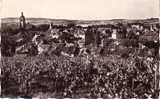 ARBOIS Vue Générale-les Vignes - Arbois