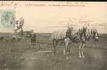 La Récolte De Pommes De Terre. La Vie Champêtre. Attelage Chevaux. Top - Landwirtschaftl. Anbau