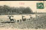 En Morvan Le Labourage - Landwirtschaftl. Anbau