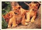 Lions: Les Trois Frères (06-4108 Bis) - Löwen