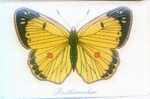 Germany-butterfly-1 - Altri & Non Classificati