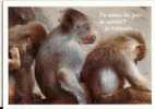 Tu Aimes Les Jeux De Societe ? Je T´attends ... Singe - Monkeys