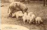 Cochon: L´Auvergne Repas En Famille - Schweine