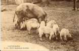 Cochon: L´Auvergne Repas En Famille - Maiali