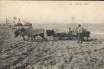 Pays Basque Attelage Sur La Plage - Sonstige & Ohne Zuordnung