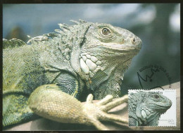 IGUANE Vert Animaux Du Zoo De Lisbonne 2001 Carte Maximum Portugal Green IGUANA Lisbon Zoo Animals 2001 Maximum Card - Cartoline Maximum