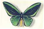 PAPILLON - N° 2 Ornithoptera Aruana - Schmetterlinge