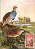 Romania 1988 MAXIMUM CARD Bird  PERDIX ,very Nice. - Grey Partridge