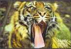 Big Cat - Tiger `Party Animals Welcome` - Leeuwen