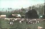 Dairy Farm, Richmond River, N.S.W. Australia - Cattle - Andere & Zonder Classificatie