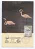 CANET EN ROUSSILLON >>> CP Philatélique : FLAMANTS - Canet En Roussillon