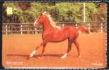 Sultinate Of Oman - Horse `Mossad` - Chevaux