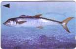 Batelco - Fish Of Bahrain - Spanish Mackeral - Fische