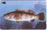 Batelco - Fish Of Bahrain - Grouper - Pesci