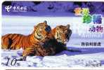 Tiger – Tigre – Tigresse – Tigers -  Jungle - Fauna – Wild Animals – Faune – Animaoux - Jungle