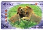 Animal - Wild Animals - Leo - Lions - Lioness - Loewe - Leon - Lion - Leone -  Lion No.1 - Jungle