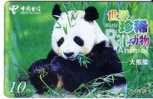 Animal – Wild Animals - Bear - Grizzly - Baer - Oso - Endurer - Nais - Orso - Ours - Bears - Panda No. 1 - Jungle
