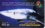 SHARK ( UAE ) – Hai – Haie – Estafador - Requin – Sharks - Pescecane - Vissen