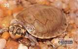 BRESIL BRASIL TURTLE TORTUE D´AMAZONIE 20U SUPERBE - Schildpadden