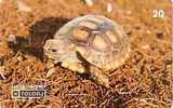 BRESIL BRASIL TURTLE TORTUE 20U SUPERBE - Tortues