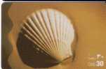 Animals - Undersea - Seashells – Conchiglia – Sea Shell – Coquille – Muschel – Seashell – Muszle - UAE 2 - Fische