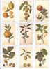 Lot De 9 Calendriers De Poche - Les Fruits ( Pub Pharmacie ) - Other & Unclassified