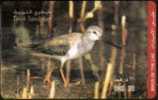 EMIRATS ARABES UNIS - OISEAUX TEREK SANDPIPER USED (°) - Autres & Non Classés