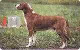 Animal - Fauna - Croatia Animals - Dog - Hund -  Perro - Chien - Cane  POSAVSKI GONIÈ - Hunde