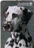 DALMATIAN DOG - Canada Old & Very Rare Card , Only 5.000 Pcs. ** Animal Fauna Animals  Hund Perro Chien Cane - Canada