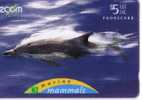 Undersea - Dolphin - Delphin - Delfin – Dauphin – Delfino – Dauphine - Dolphins - New Zealand - COMMON DOLPHIN - Peces