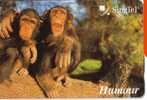 Animal - Fauna - Animals - Monkey - Monkeys - Singapore 2 - Dschungel