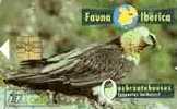 G. BARBATUS ( Spain Fauna Iberica )*** Eagle - Aigle - Adler - Aguila - Aquila * Birds Of Pray - Raptors Bird - Vulture - Arenden & Roofvogels