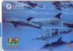 Undersea - Dolphin - Delphin - Delfin – Dauphin – Delfino – Dauphine - Dolphins - With Little Scaratch On Back Side - Peces