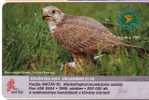 Animal - Fauna - Animals - Bird  - Birds - Falcons - Eagle -  Falcon FALCO CHERRUG - Eagles & Birds Of Prey