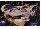 Crocodile - Alligator - Crocodiles - Alligators - Gator - Caiman - Cocodrilo - Animal - Animaux -jungle- Melanosuchus N. - Dschungel
